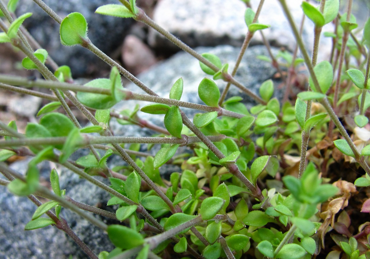 Image of Arenaria uralensis specimen.