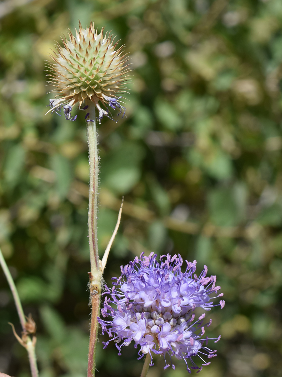 Image of Dipsacus dipsacoides specimen.