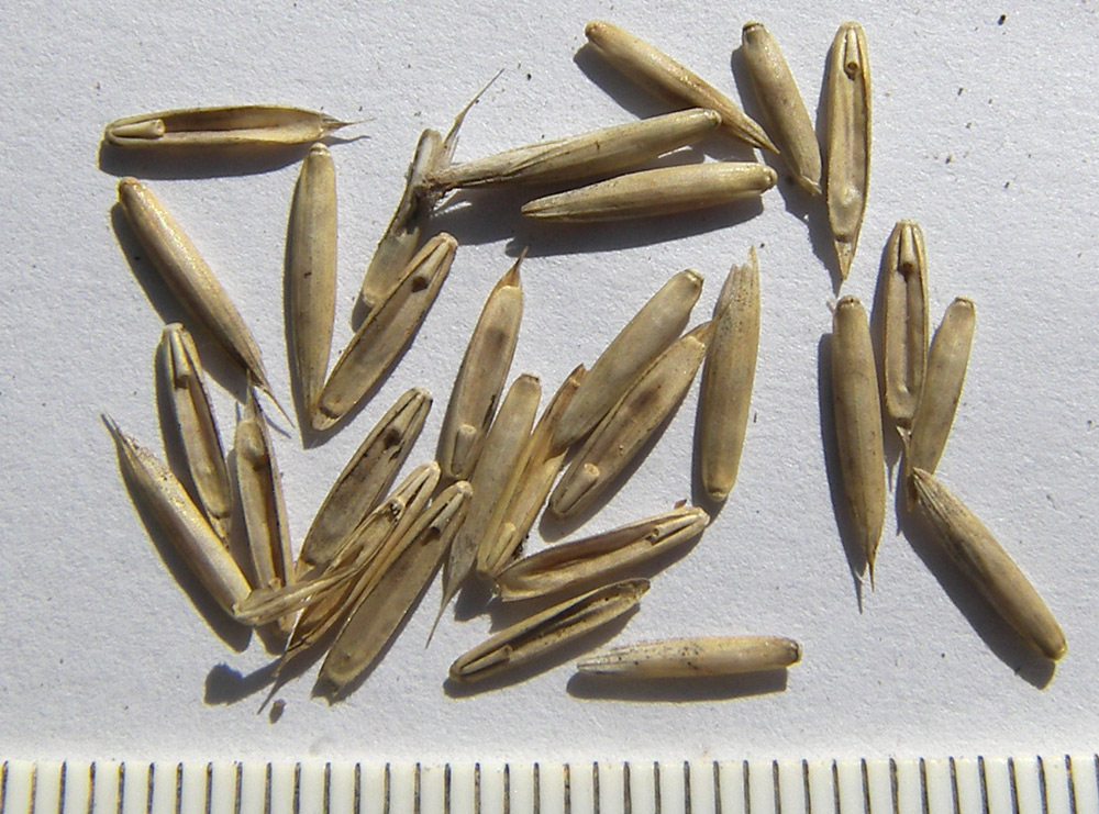 Image of Elymus buschianus specimen.