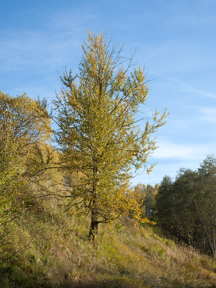 Image of Populus suaveolens specimen.