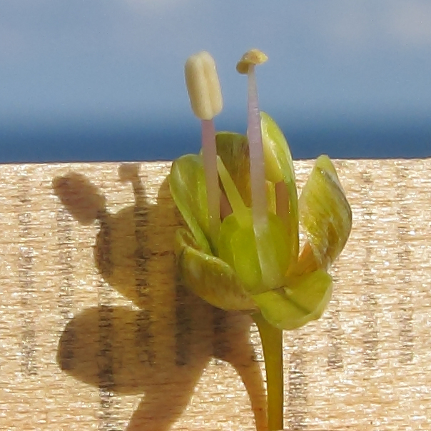 Image of Allium paczoskianum specimen.