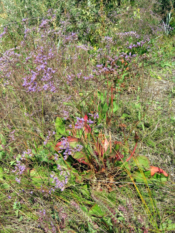 Изображение особи Limonium scoparium.