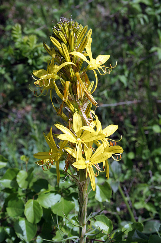 Image of Asphodeline lutea specimen.