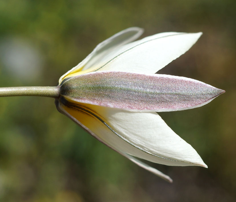 Image of Tulipa binutans specimen.