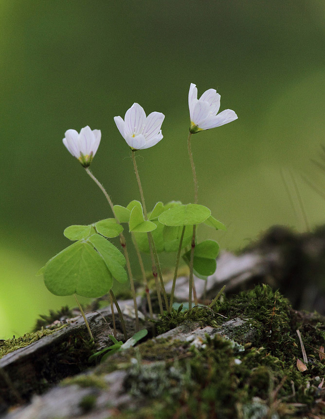 Image of Oxalis acetosella specimen.