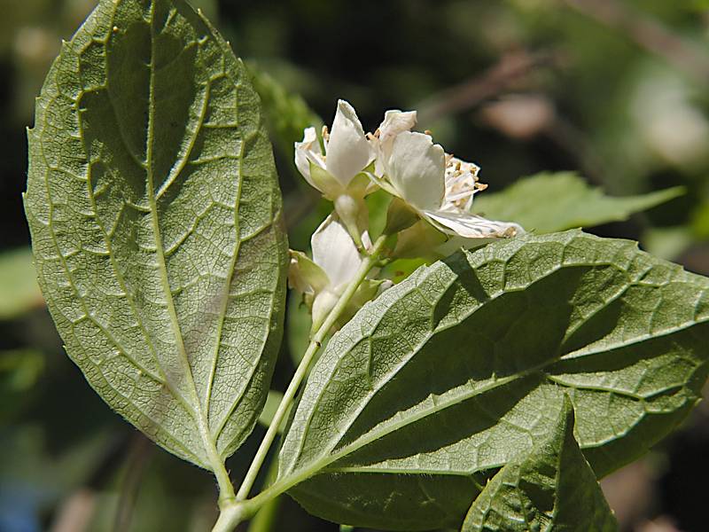 Image of Philadelphus coronarius specimen.