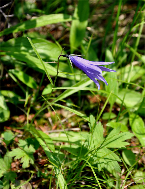 Изображение особи Campanula turczaninovii.