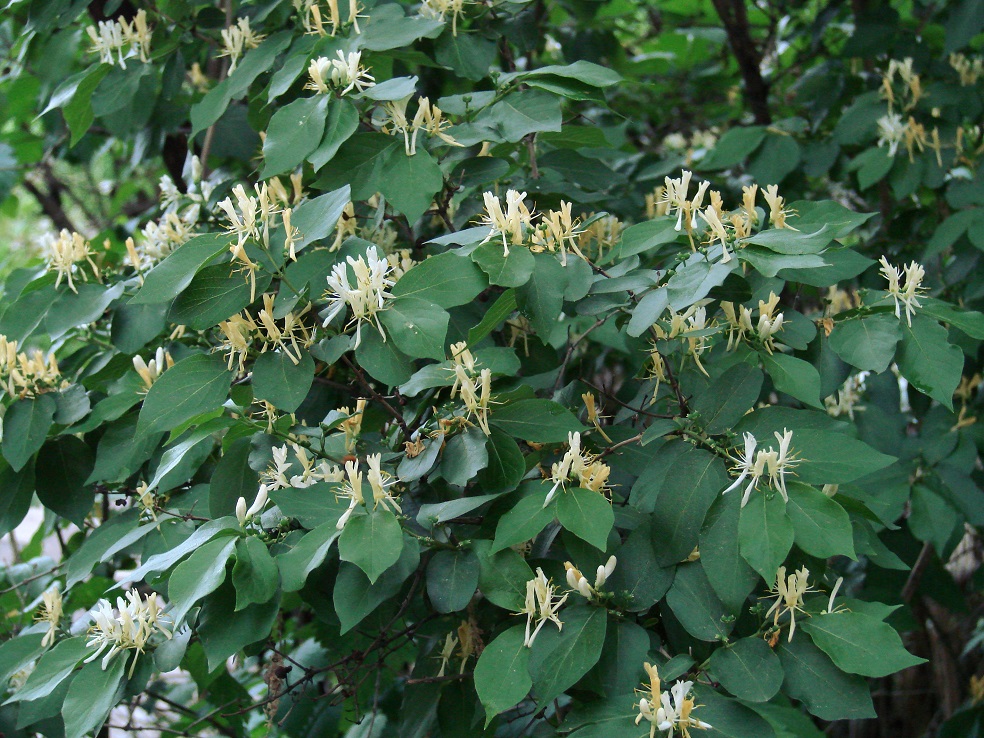 Image of Lonicera tatarica specimen.