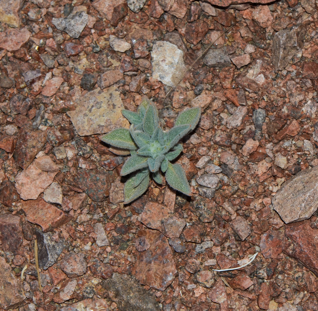 Image of Morettia parviflora specimen.