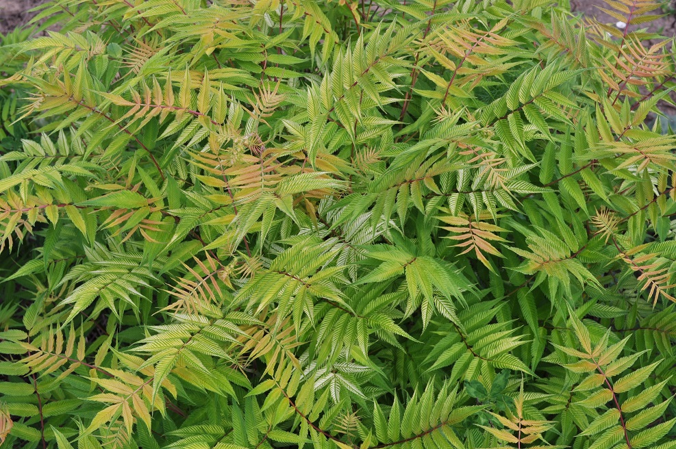 Image of Sorbaria sorbifolia specimen.