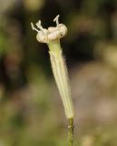 Silene alexandrae. Цветок. Восточный Казахстан, Кокпектинский р-н, 25 км в горы от с. Пантелеймоновка, 1000 м н.у.м., каменистая сопка. 17.07.2015.