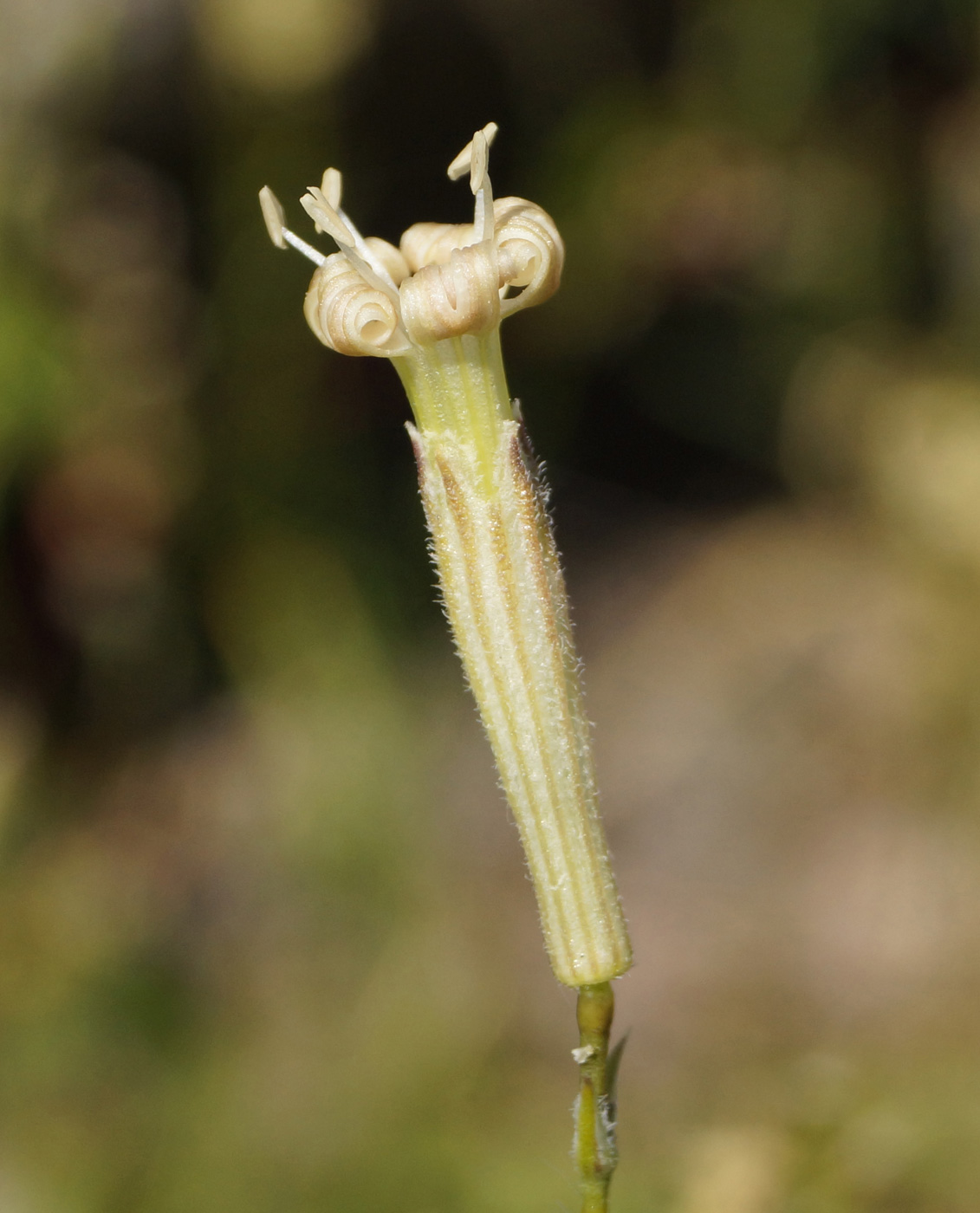 Image of Silene alexandrae specimen.