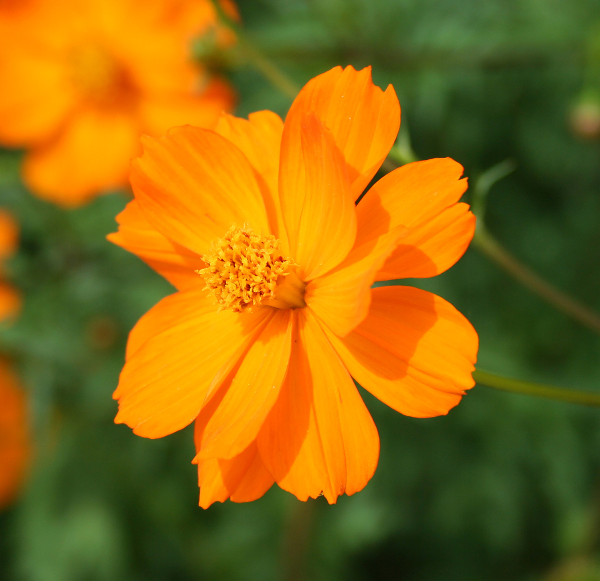 Image of Cosmos sulphureus specimen.