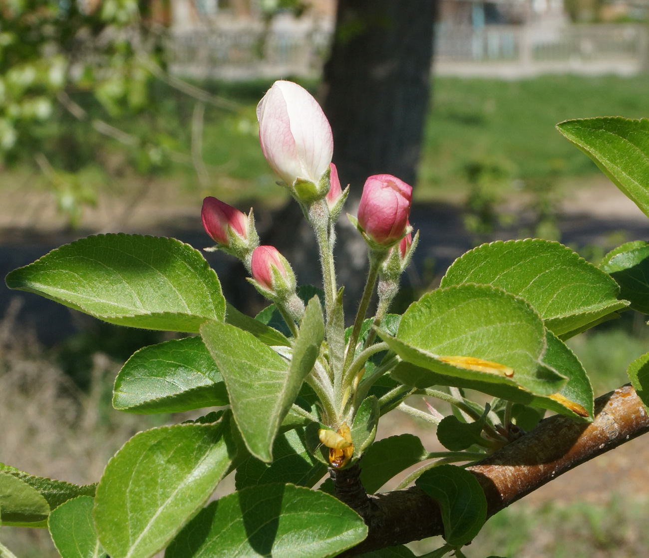 Image of Malus domestica ssp. cerasifera specimen.