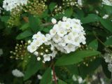 Spiraea cantoniensis