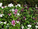 Catharanthus roseus. Цветущие растения. Абхазия, Сухумский ботанический сад. 19.08.2015.