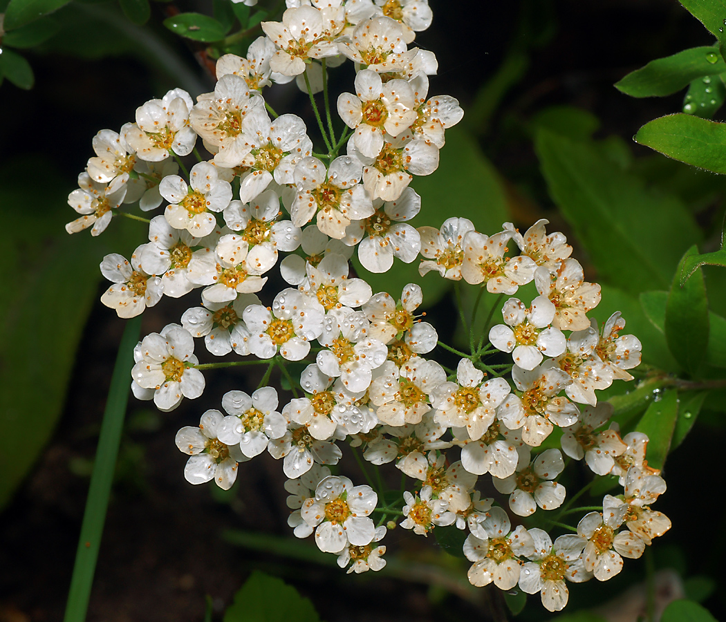 Image of Spiraea &times; cinerea specimen.