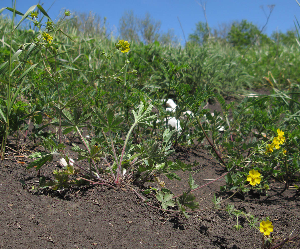 Image of Potentilla caucasica specimen.