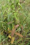 Odontites salinus. Нижняя часть растения. Крым, Арабатская стрелка, засоленная степь. 28 мая 2016 г.