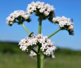 Valeriana rossica