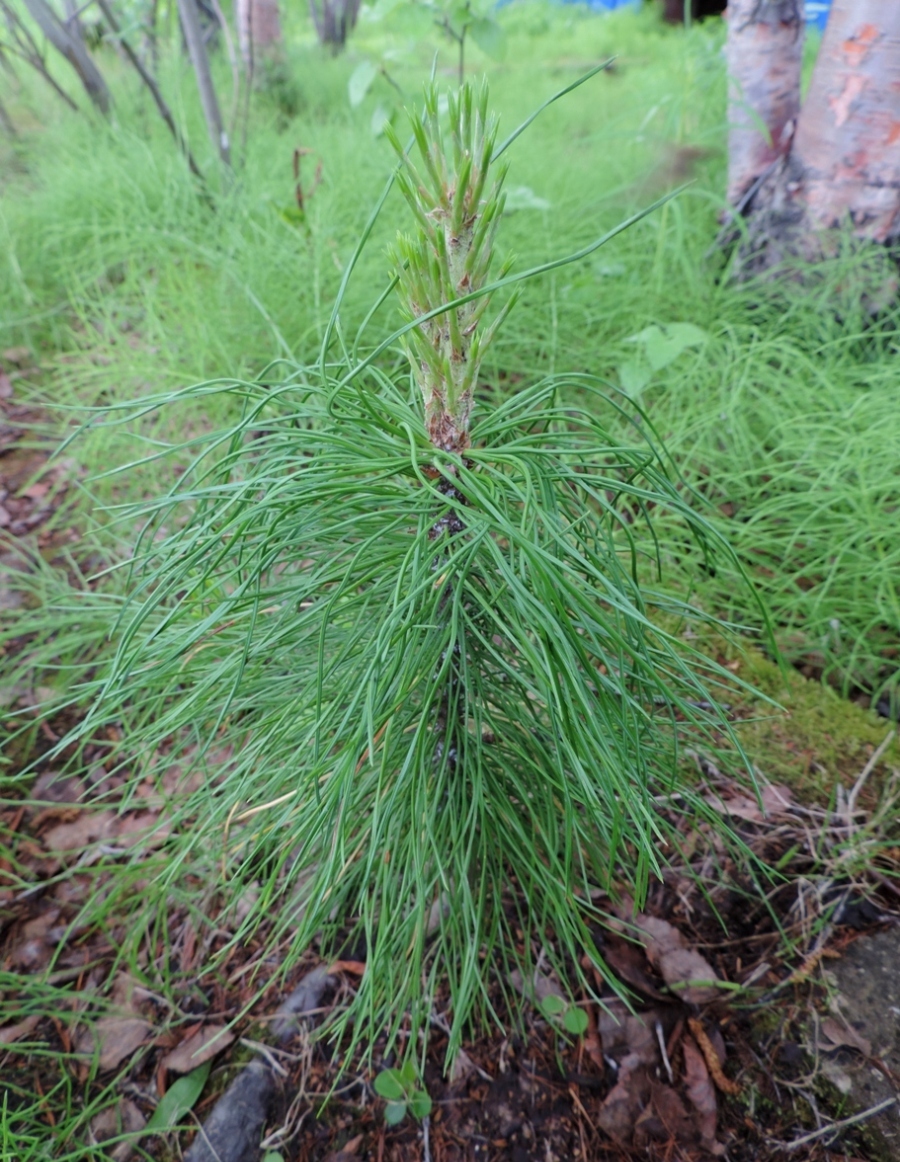 Image of Pinus sibirica specimen.