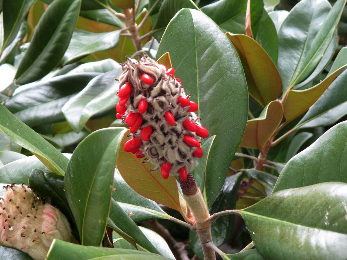 Image of Magnolia grandiflora specimen.