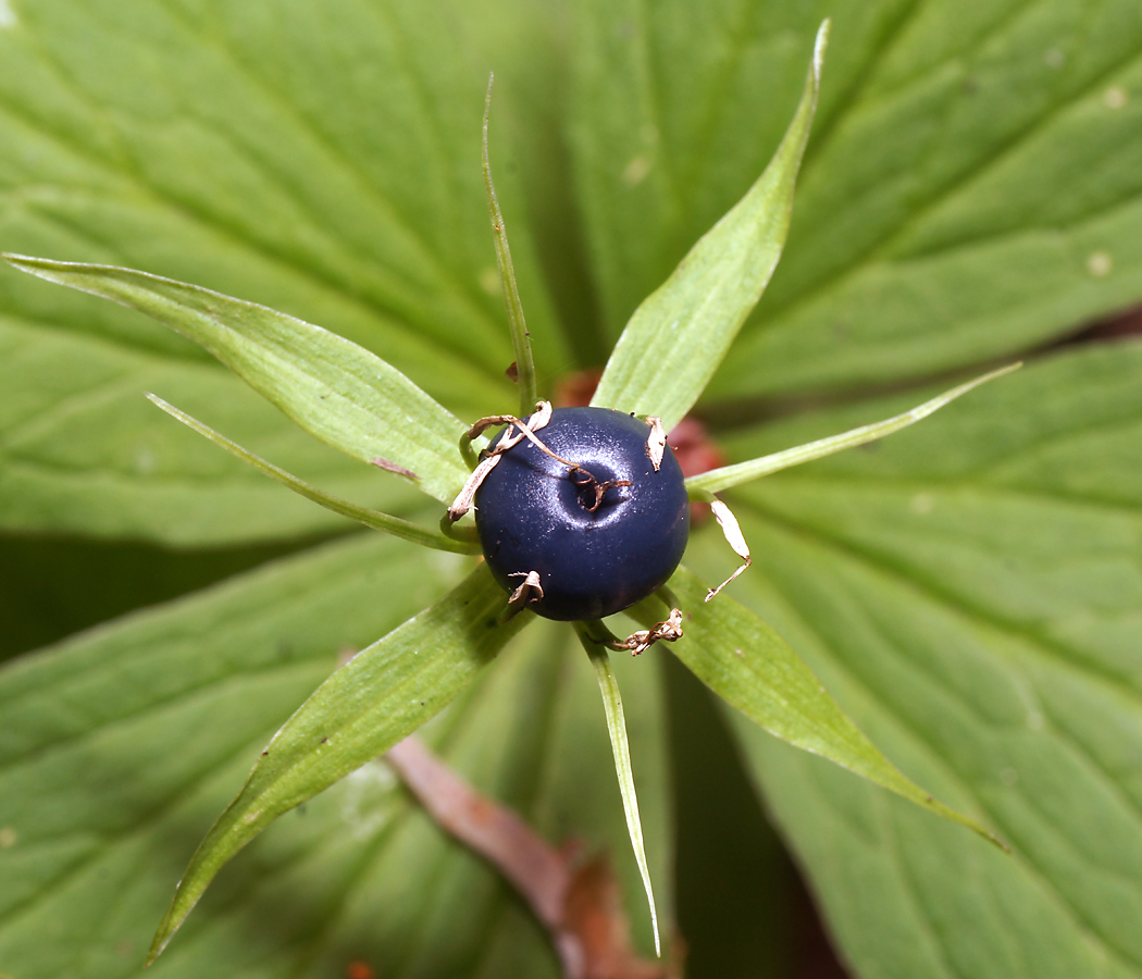 Image of Paris quadrifolia specimen.