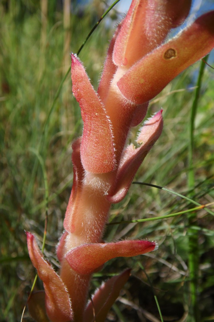 Image of Sempervivum caucasicum specimen.