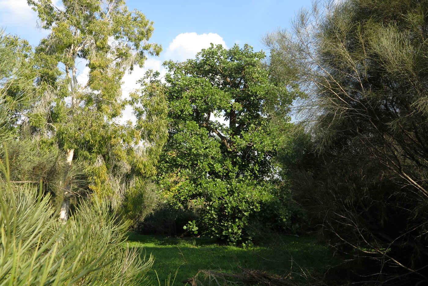 Image of Erythrina abyssinica specimen.