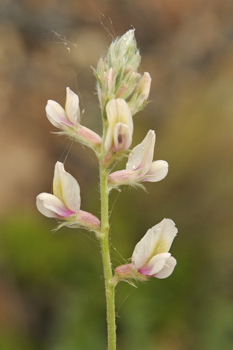 Изображение особи Oxytropis aulieatensis.