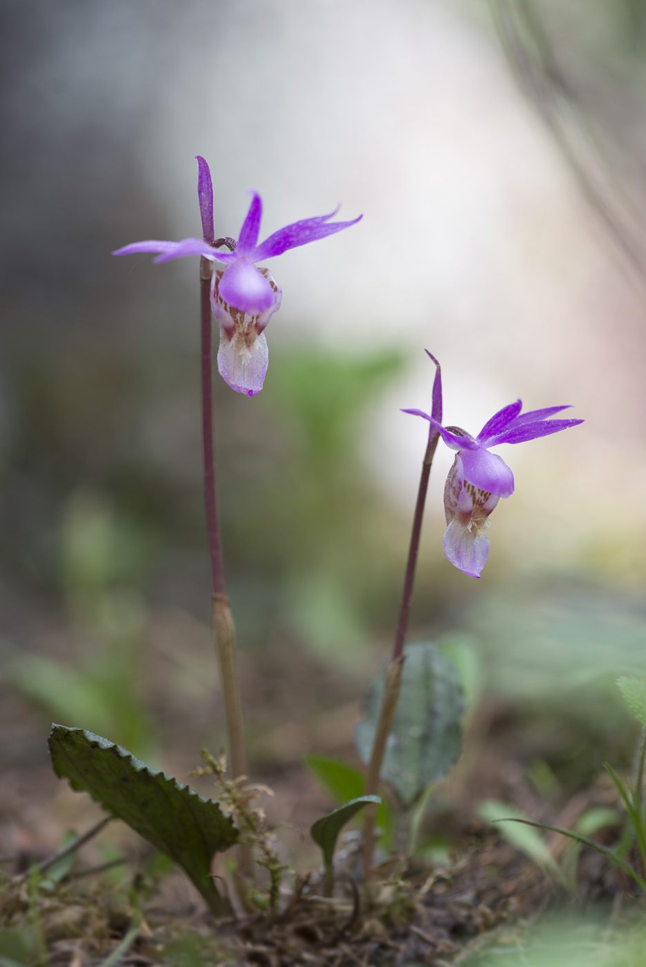 Изображение особи Calypso bulbosa.