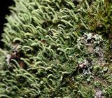 Cladonia coniocraea. Первичные (пластинчатые) и вторичные (подеции) талломы. Московская обл., Раменский р-н, окр. ж.-д. платформы Хрипань, смешанный лес у ЛЭП, на березе. 18.09.2016.