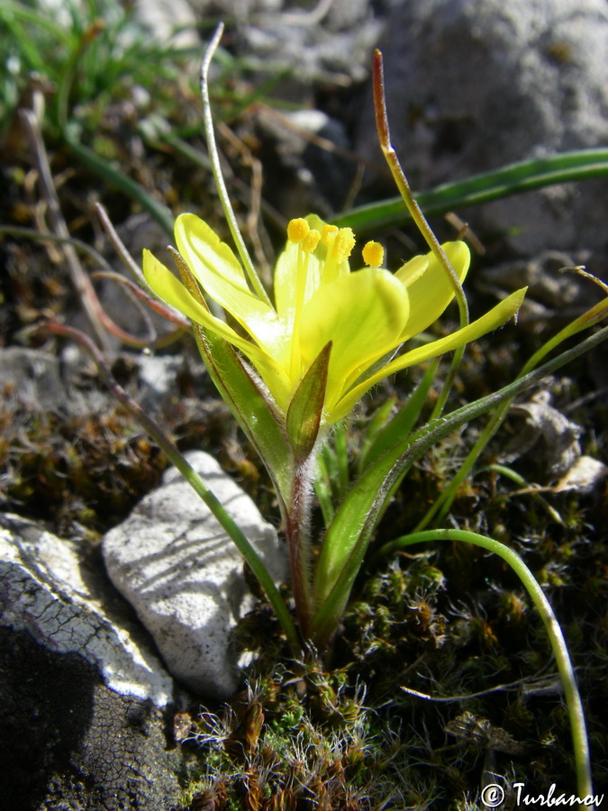 Image of Gagea bohemica specimen.