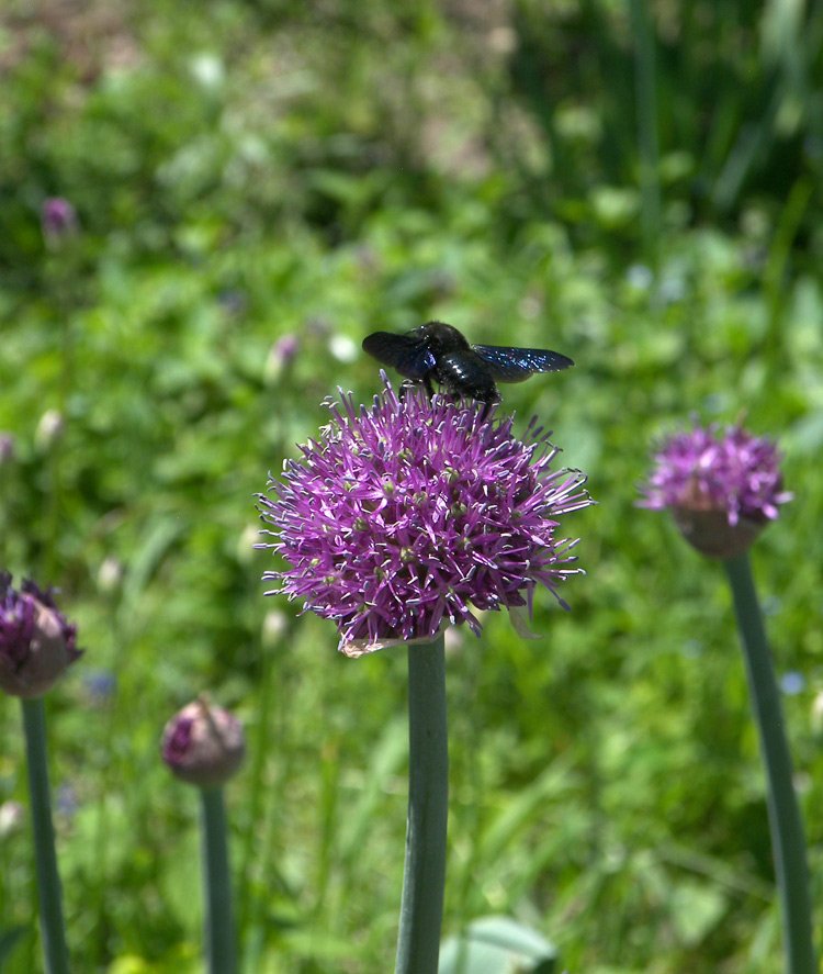 Image of Allium aflatunense specimen.