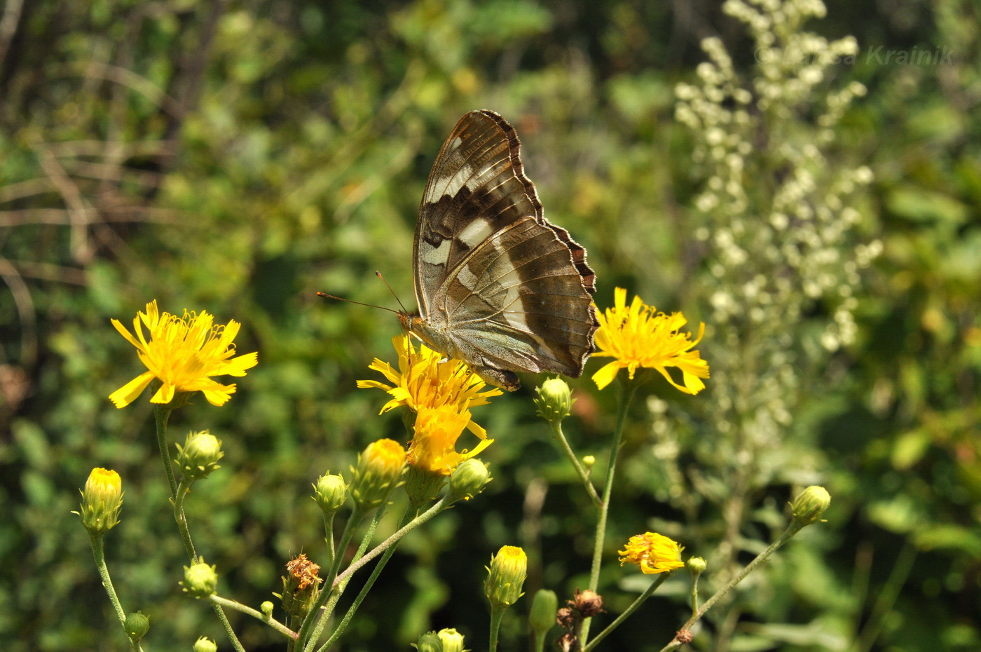 Image of Hieracium umbellatum specimen.