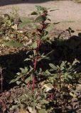 Amaranthus blitoides. Цветущее(?) растение. Украина, г. Запорожье, Правый берег, частный двор. 17.10.2015.