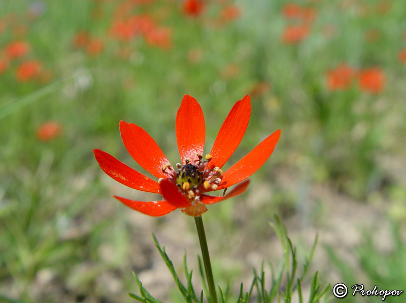 Image of Adonis flammea specimen.