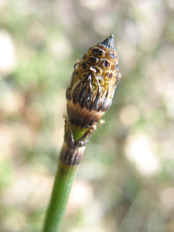 Изображение особи Equisetum hyemale.