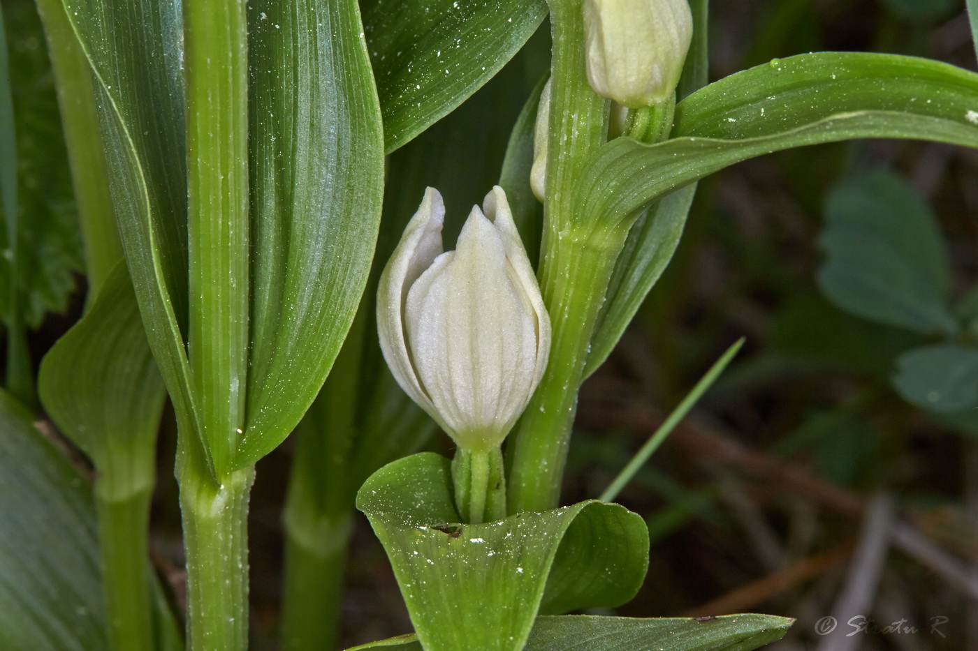 Image of Cephalanthera damasonium specimen.