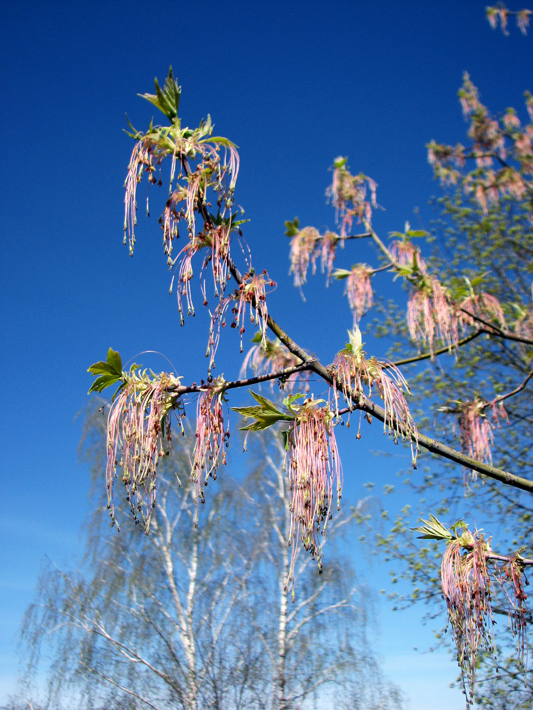 Image of Acer negundo specimen.