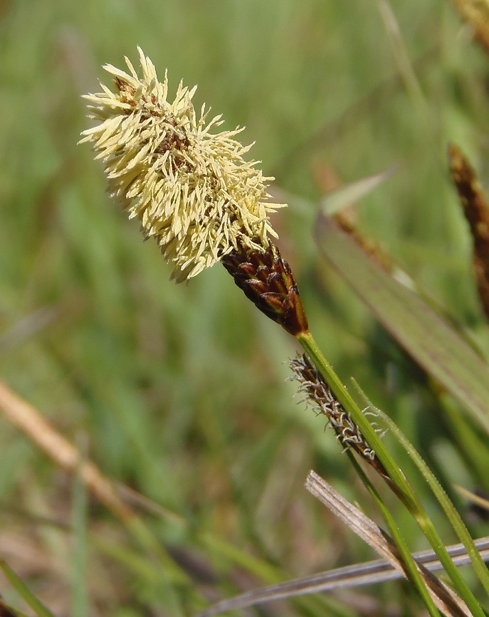 Image of Carex cespitosa specimen.