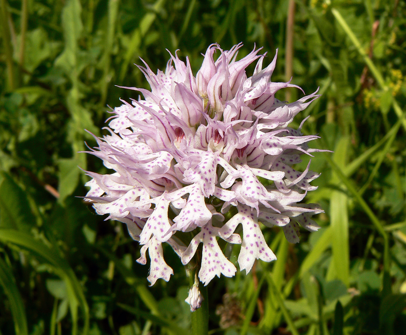 Image of Neotinea tridentata specimen.