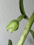 Epipactis krymmontana. Часть цветоноса и цветок, распустившийся на срезанном цветоносе, помещенном в вазу. Краснодарский край, м/о город-курорт Геленджик, окр. хут. Джанхот, гора Святая Нина, горельник в сосновом лесу. 14 июня 2017 г.