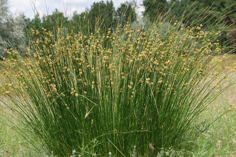 Image of Scirpoides holoschoenus specimen.