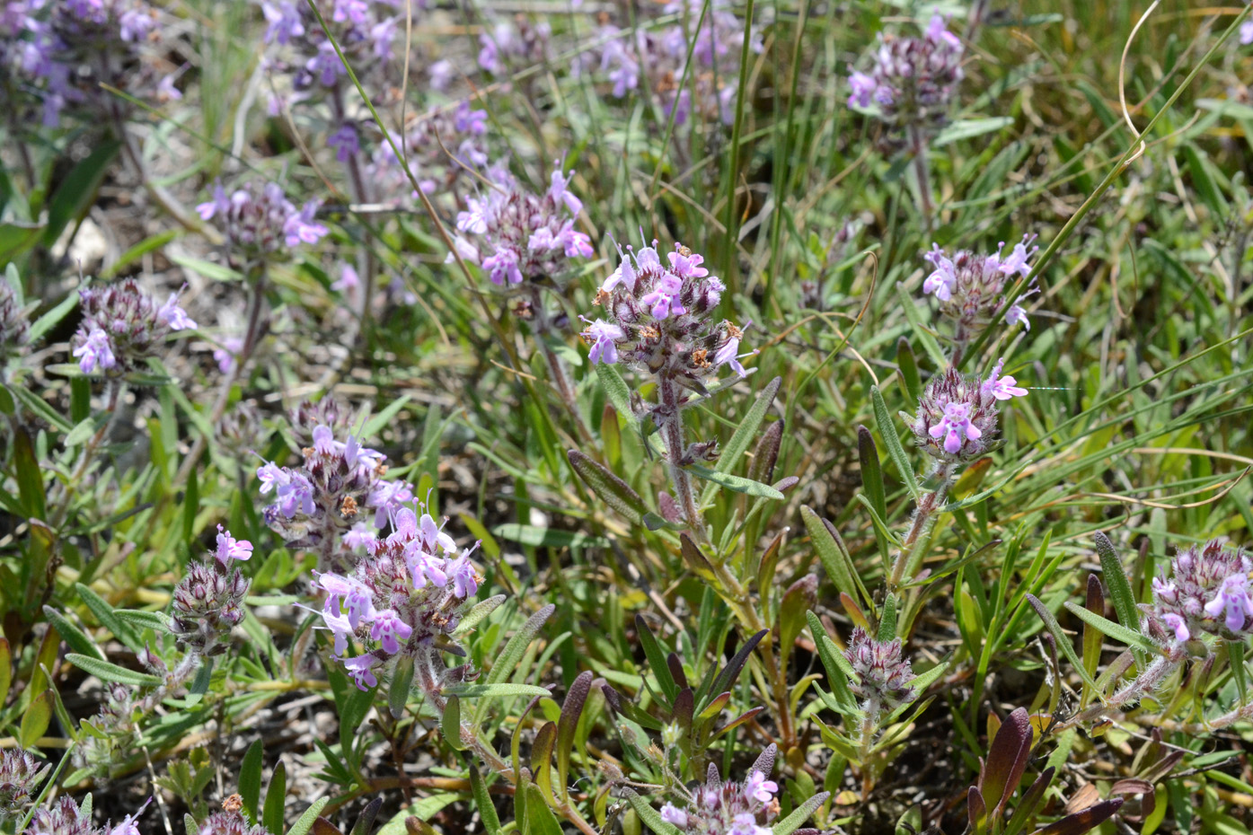 Изображение особи род Thymus.