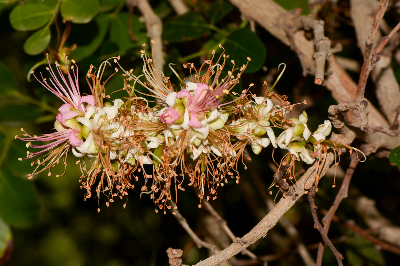 Изображение особи Schotia latifolia.