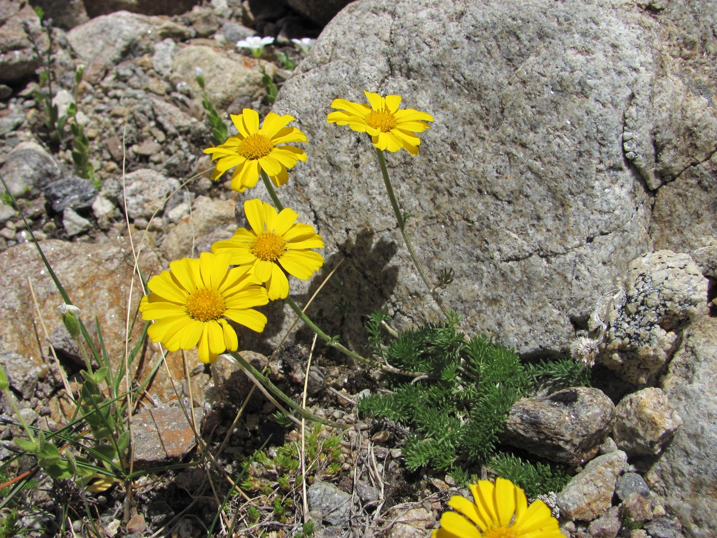 Изображение особи Anthemis sosnovskyana.