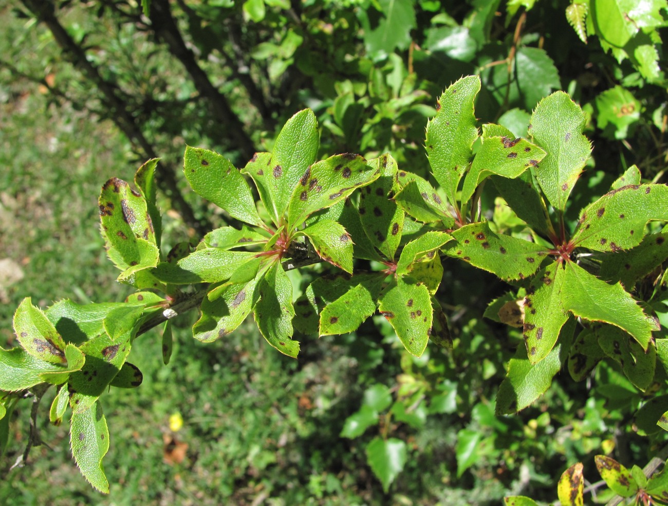 Изображение особи Berberis vulgaris.