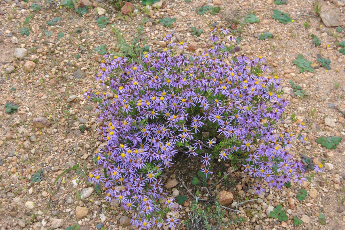 Image of Felicia filifolia specimen.