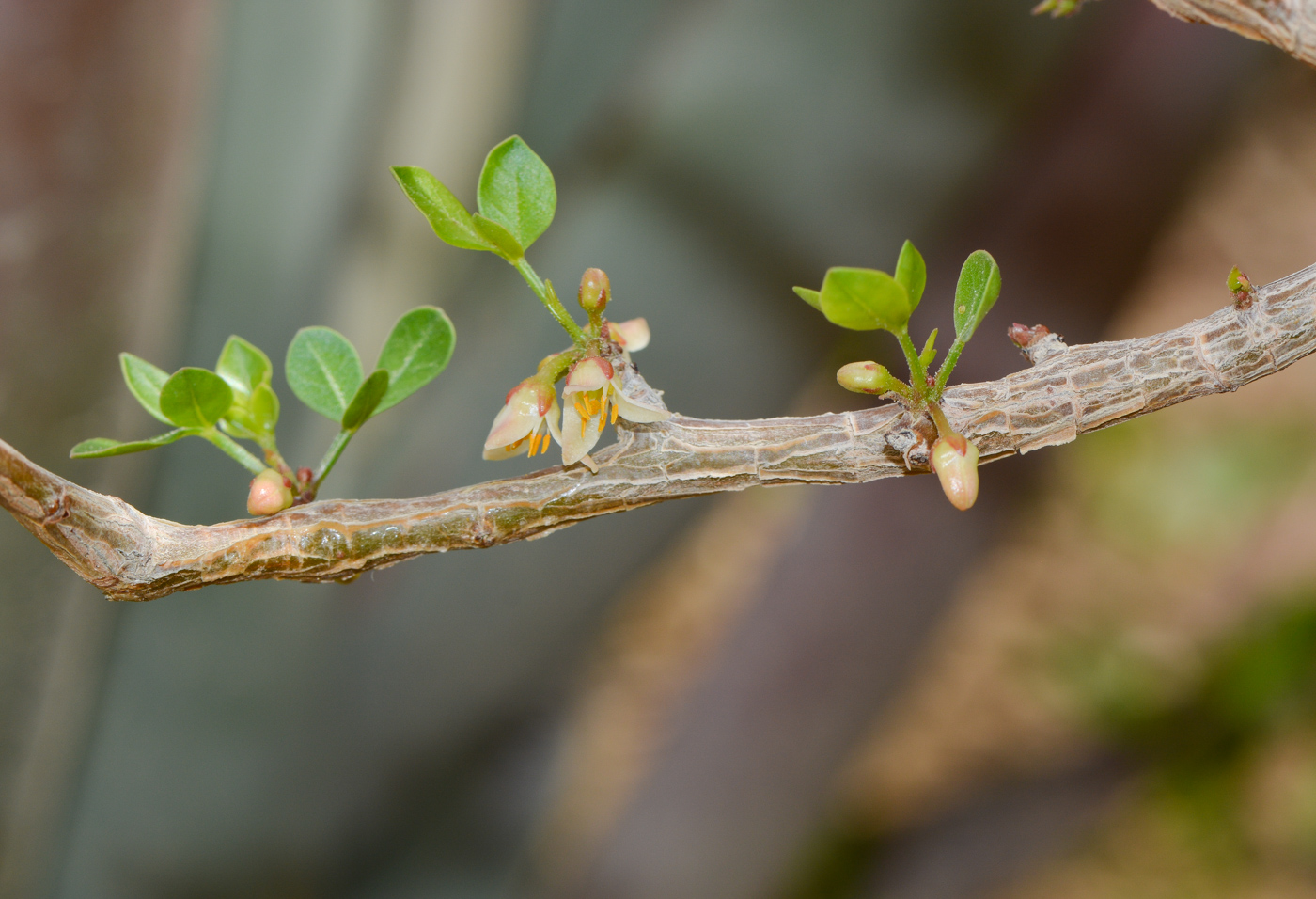 Изображение особи Commiphora gileadensis.